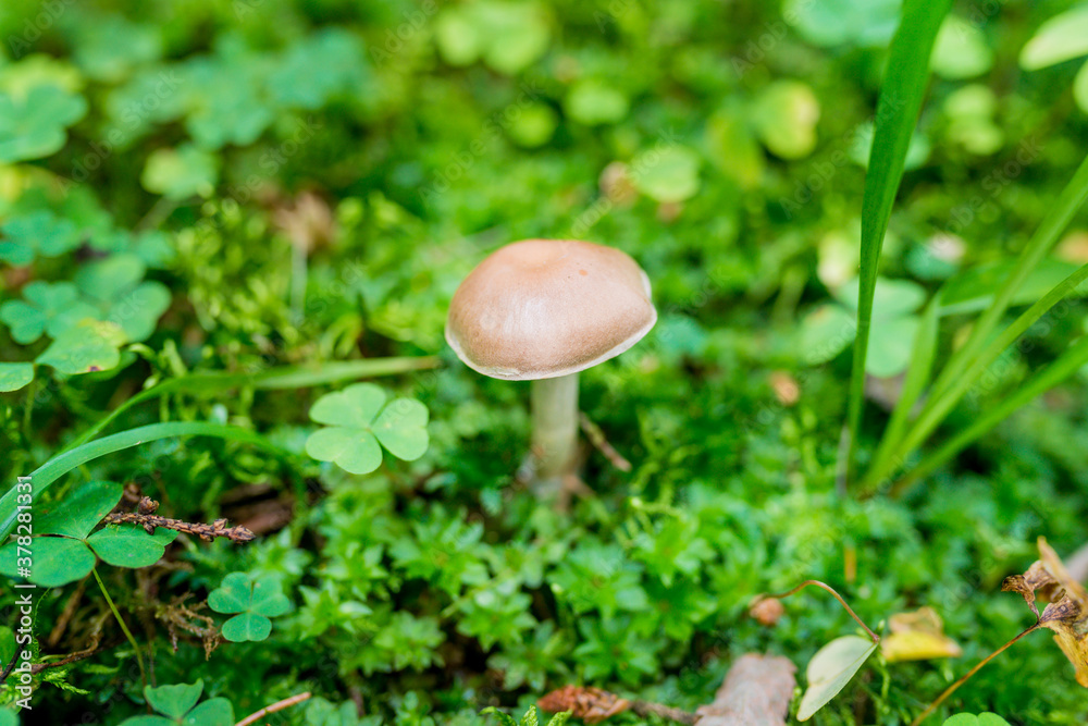 Close-up of a wild mushroom Cortinarius caperatus on a green background. The season for picking edible mushrooms in the forest Close-up of a wild mushroom Cortinarius caperatus on a green background. The season for picking edible mushrooms in the forest