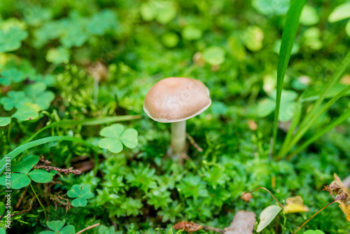 Close-up of a wild mushroom Cortinarius caperatus on a green background. The season for picking edible mushrooms in the forest
