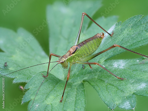 Laubholz-Säbelschrecke (Barbitistes serricauda) photo