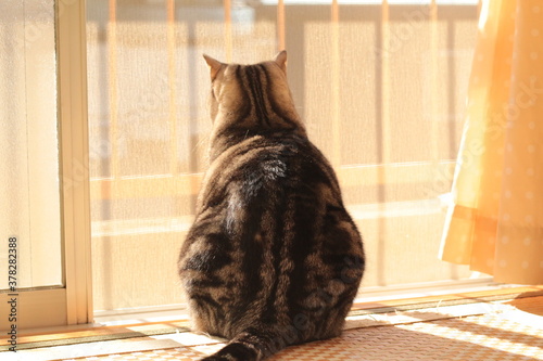 何かを見つけ外を見つめる猫の後ろ姿