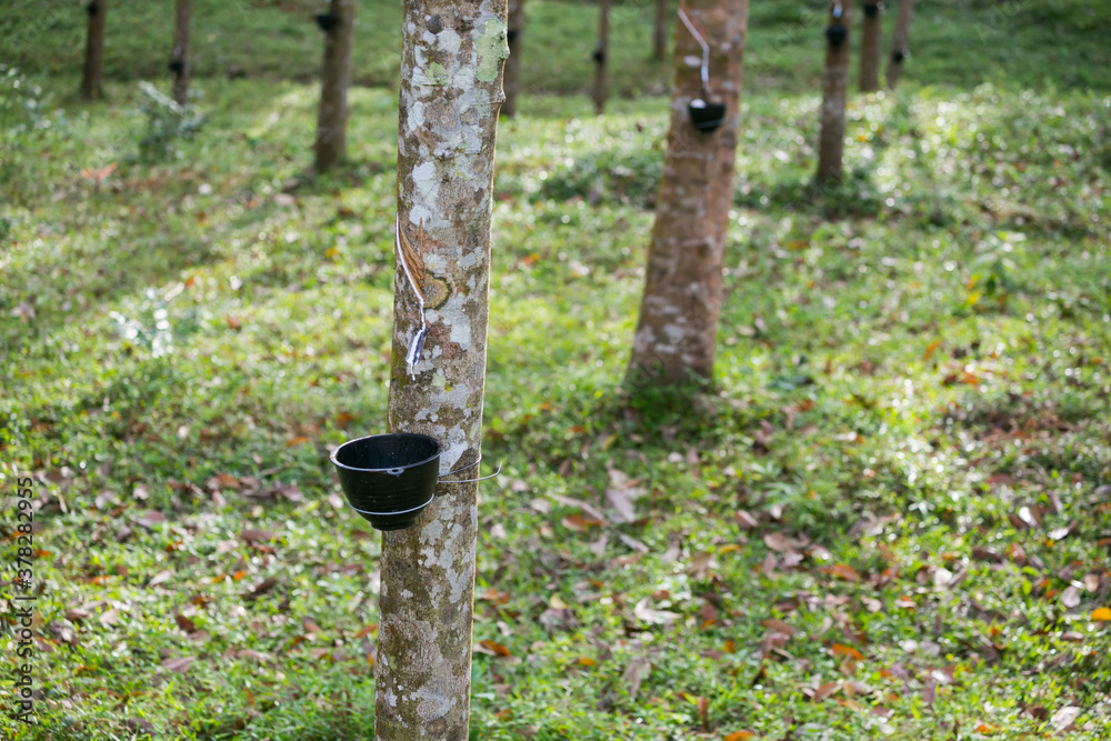 Tapping latex from a rubber tree. Thailand Tapping latex from a rubber tree. Thailand
