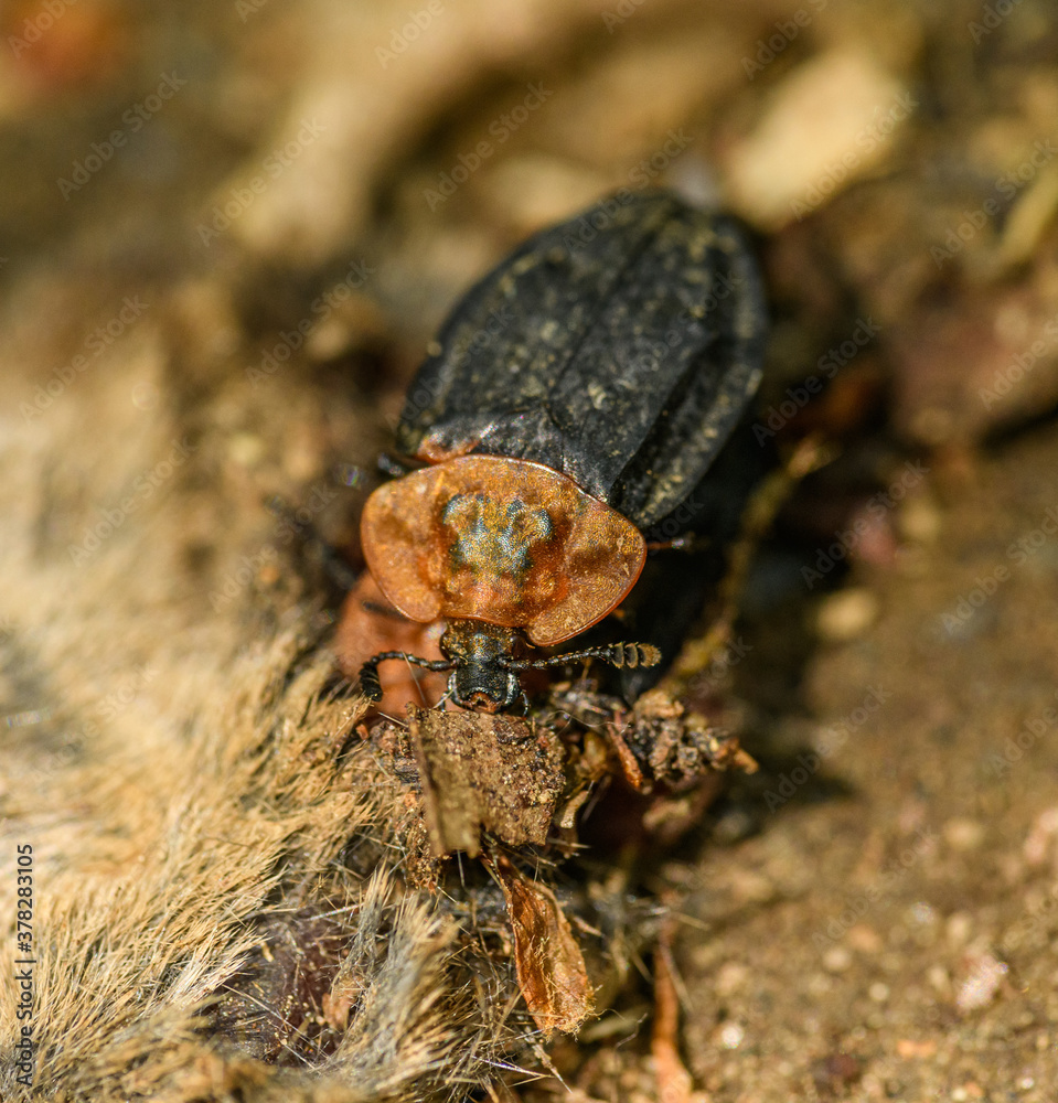 carrion beetle (Oiceoptoma thoracicum) feeding on some dead animal
