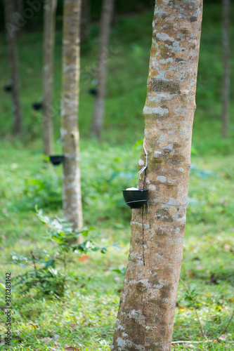 Tapping latex from a rubber tree. Thailand