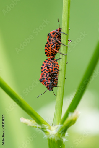 red black spotted shield bugs (Graphosoma lineatum) mating on vegetation © Petr