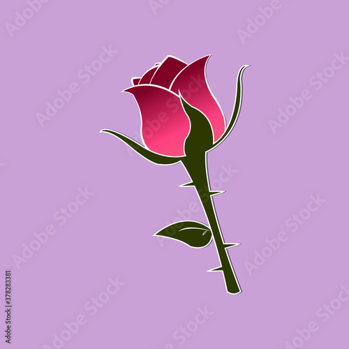 Red rose with green stems which are prickly. Isolated on purple background.