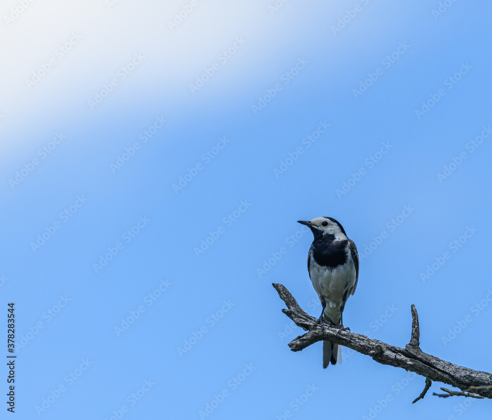 white wagtail (Motacilla alba) bird on tree branch white wagtail (Motacilla alba) bird on tree branch