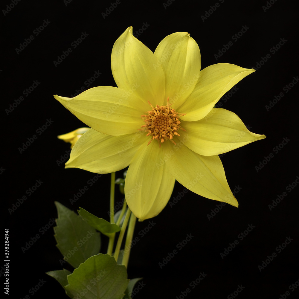 Obraz premium yellow dahlia on black background