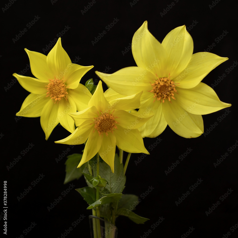 Fototapeta premium yellow dahlia on black background