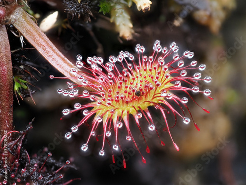 Rundblättrige Sonnentau (Drosera rotundifolia) photo