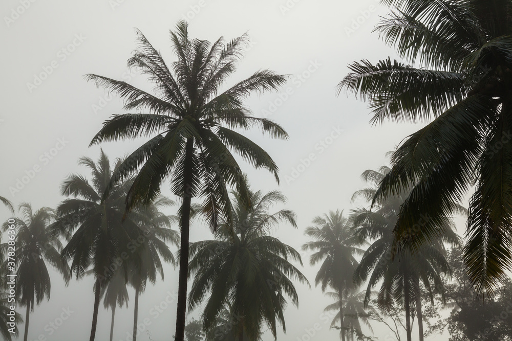 countryside with fog in  morning.