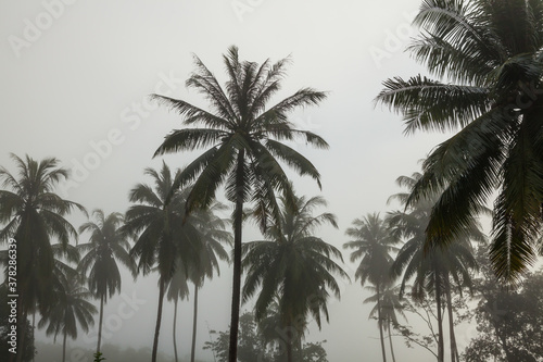 countryside with fog in  morning.