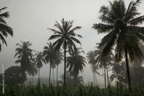 countryside with fog in  morning.