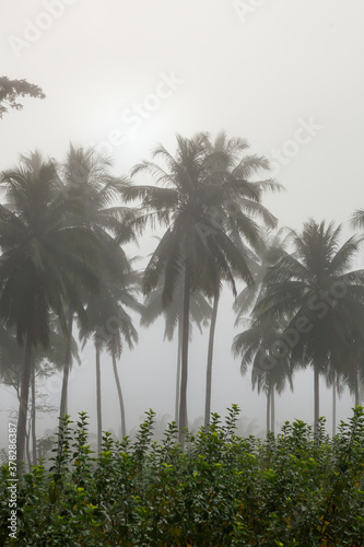 countryside with fog in  morning.