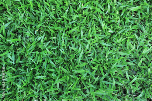 Top view of beautiful green grass field for the background