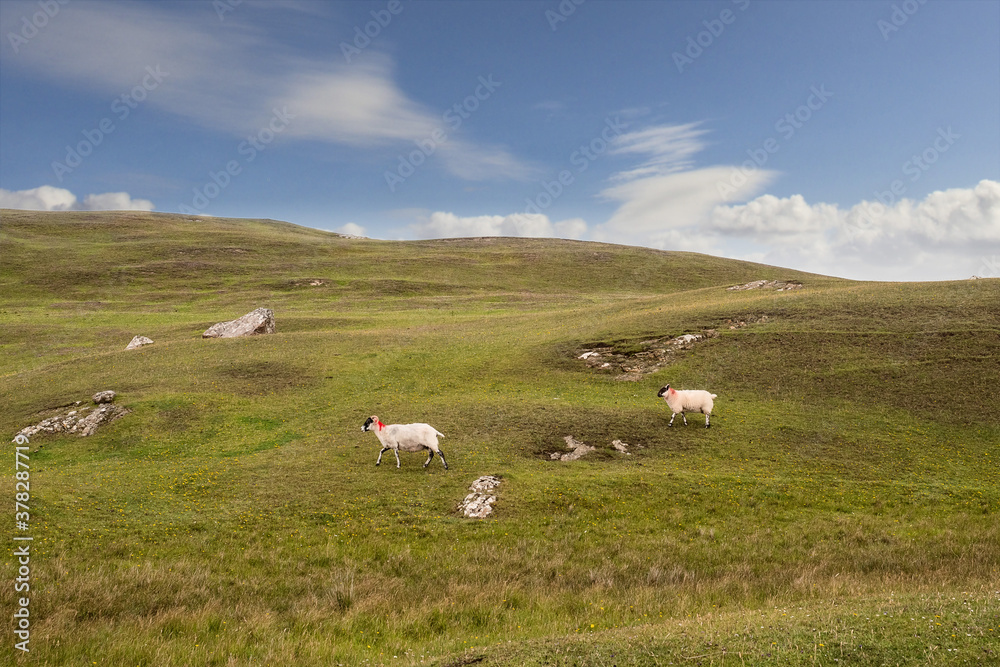 Fototapeta premium Sheep in a field, West of Ireland, Cloudy sky, Green grass.