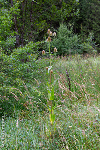 Flowers of wild teasel in the forest, also called Dipsacus fullonum or wilde karde, selected focus