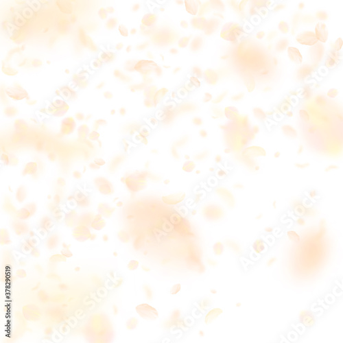 Yellow orange flower petals falling down. Cute rom