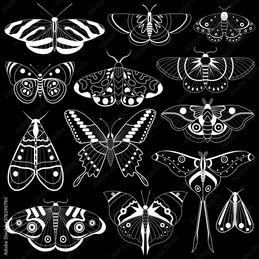 Monochrome Tropic Butterflies Silhouettes Monochrome Tropic Butterflies Silhouettes