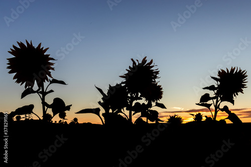 Silhouette of sunflowers after sunset in a field in Germany. 