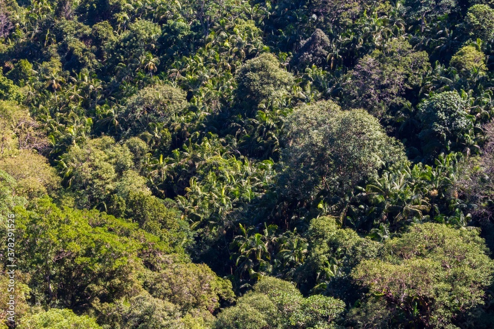 Looking over the trees