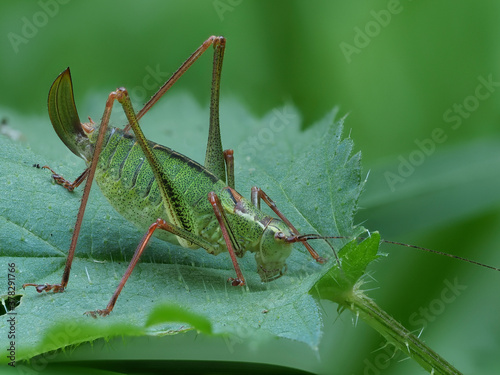 Laubholz-Säbelschrecke (Barbitistes serricauda)  photo