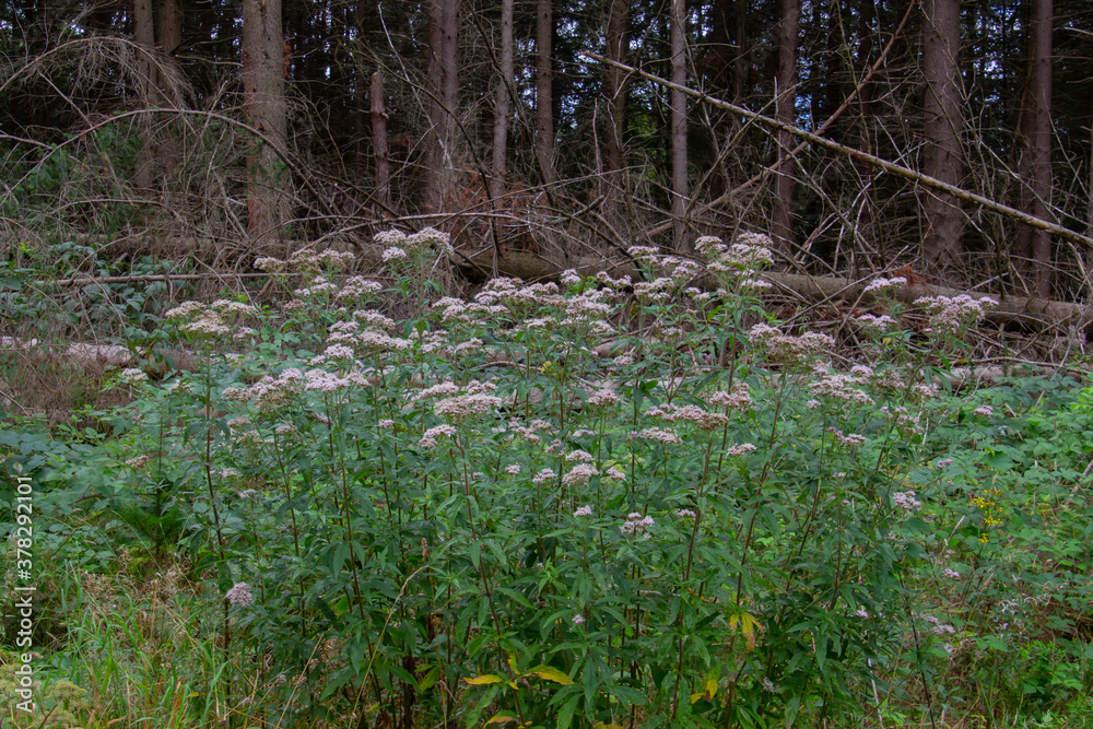 Fototapeta premium Close up of hemp agrimony, also called Eupatorium cannabinum, holy rope or wasserdost