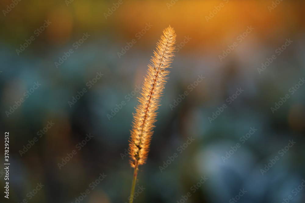 A ripe blade of grass with seeds in the field, illuminated by the autumn evening sunlight. A ripe blade of grass with seeds in the field, illuminated by the autumn evening sunlight.