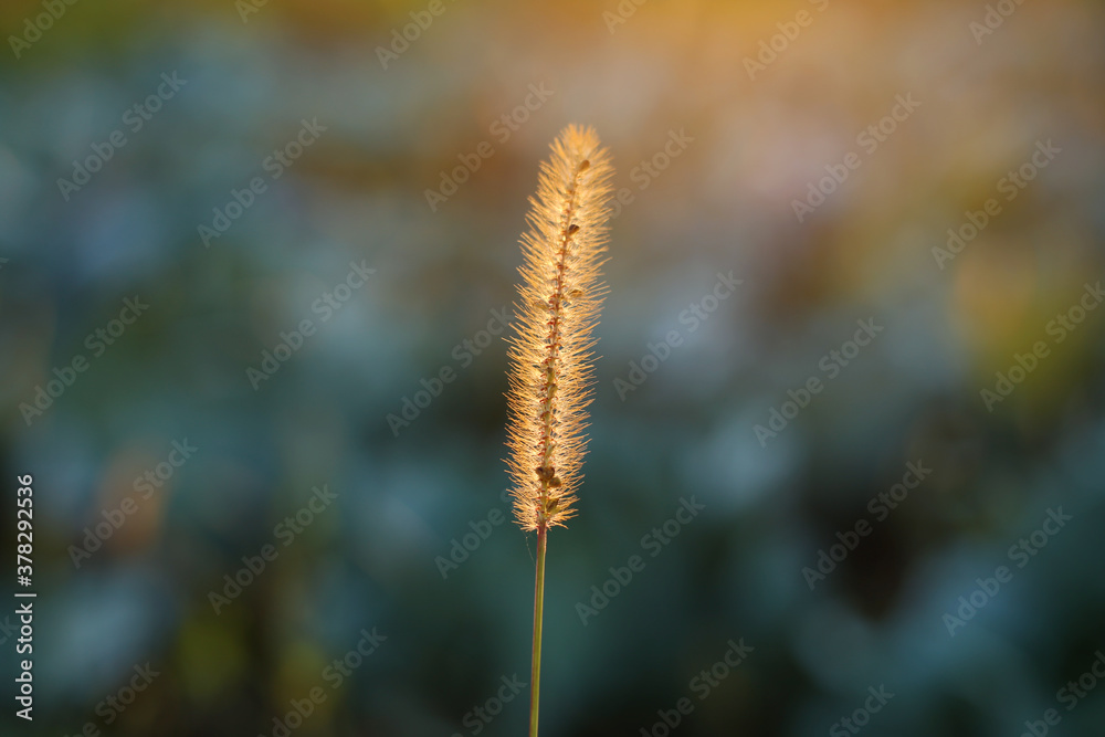 One ripe blade of grass in a field lit by the autumn evening sunlight.