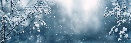 Winter panorama with snow-covered branches of plants on a blurred background during a snowfall