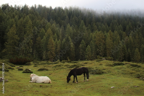 Pferde auf einer Wiese in den Bergen