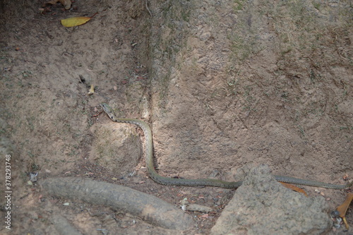 カンボジア コーケー遺跡群にいた蛇