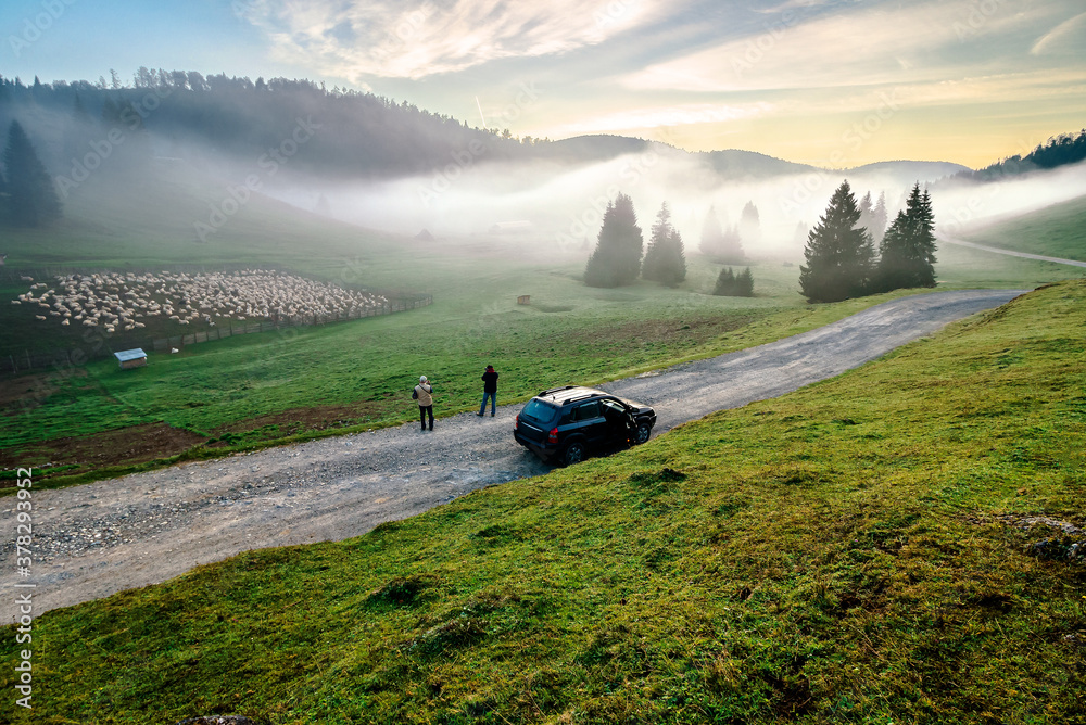 Fototapeta premium morning mist in apuseni natural park. valley full of fog at dawn. beautiful landscape of romania mountains in autumn. flock of sheep on the meadow. spruce trees on the hills. glowing clouds on the sky