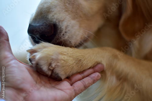 hand and paw of a big dog, a handshake with a pet. Friendship between human and dog.