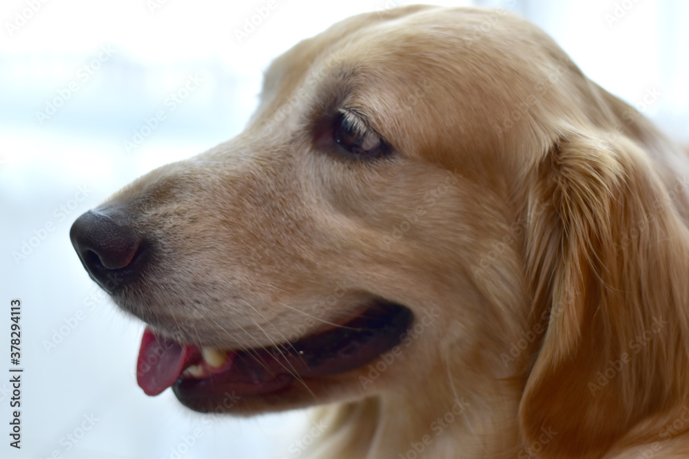 Closeup of Happy Golden retriever dog Portrait. Closeup of Happy Golden retriever dog Portrait.