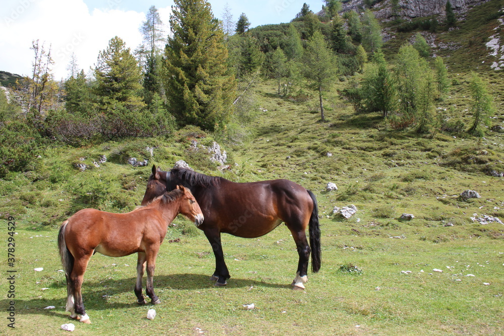 Pferde auf einer Wiese in den Bergen