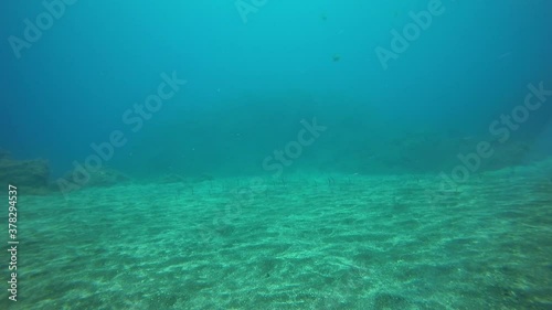 Wallpaper Mural Sea eel conger fish stick out vertically underwater on seabed of volcanic origin in Atlantic ocean. Marine inhabitants on sandy bottom of La Palma. Relax video about sea eel of undersea world. Torontodigital.ca