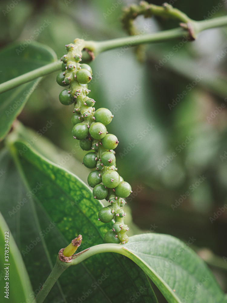 Close-up of black pepper plant growing at farm