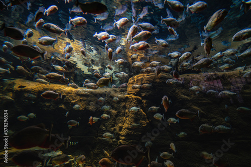Fish flock gathered in an underwater scene. Large group or bunch of fishes packed together under water raises concern for ecosystem sustainability. Crowd of fish in crystal water lacks of living space