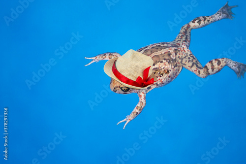 funny frog in a straw hat on a blue background, abstraction