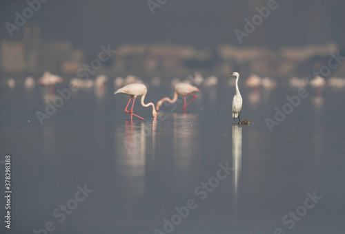 The western reef heron is also called the western reef egret photo