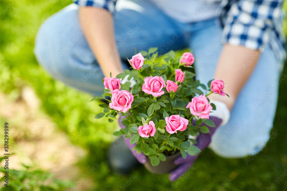 gardening and people concept - woman planting rose flowers at summer garden gardening and people concept - woman planting rose flowers at summer garden