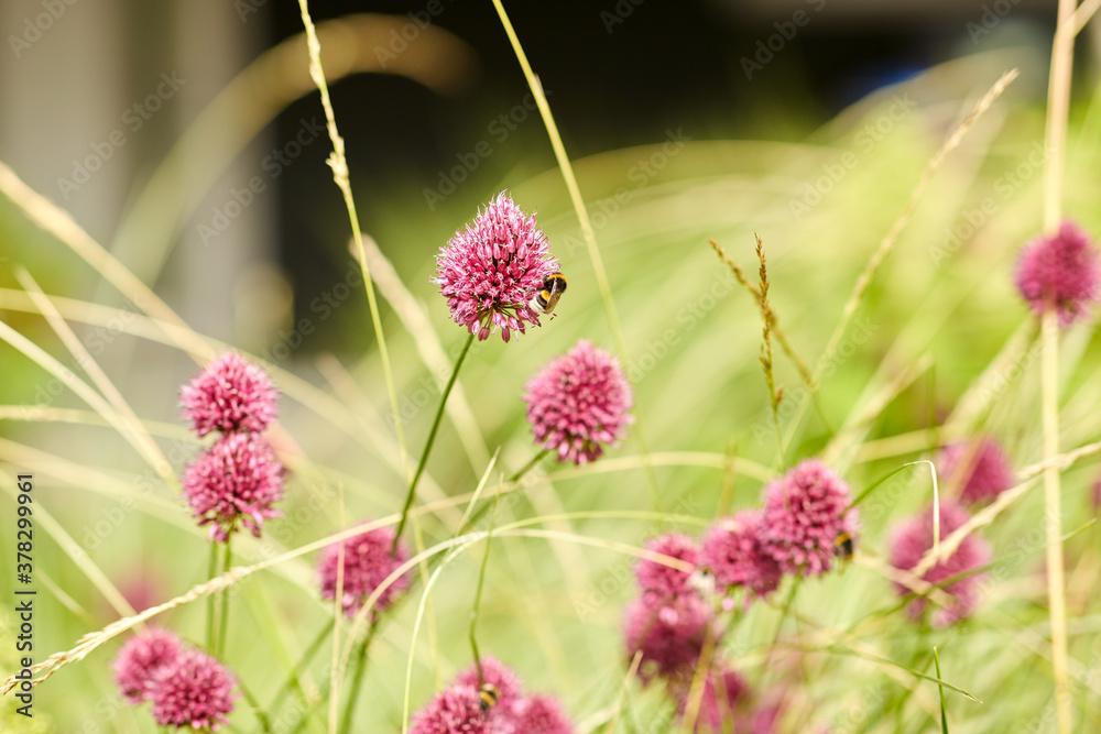 gardening, botany and flora concept - bee pollinating beautiful field flowers blooming in summer garden gardening, botany and flora concept - bee pollinating beautiful field flowers blooming in summer garden