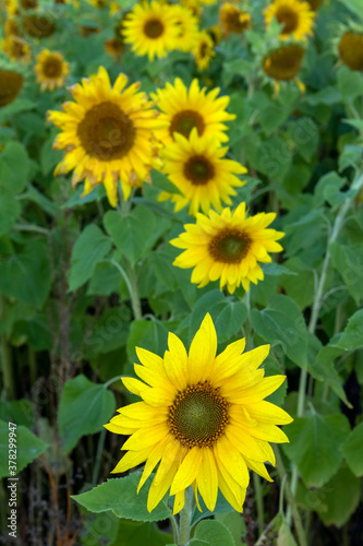 sunflower field at autumn