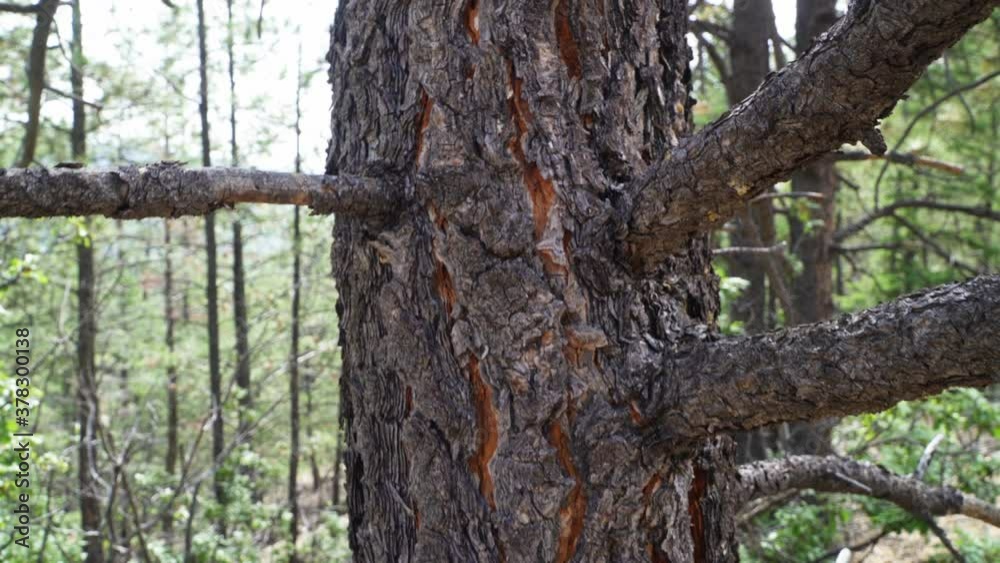 This clip shows a dolly zoom of a tree trunk in the forest. This clip shows a dolly zoom of a tree trunk in the forest.