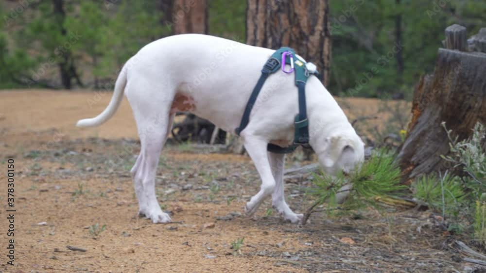 A white dog walks past a black dog during a nature hike in evergreen forest. A white dog walks past a black dog during a nature hike in evergreen forest.