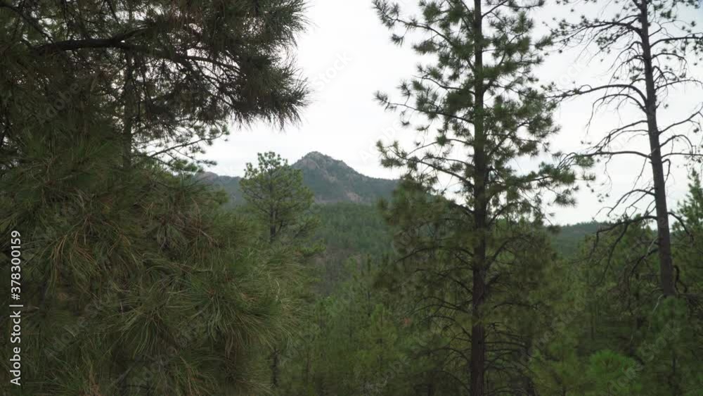 Evergreen trees in forest move slightly in the wind. Evergreen trees in forest move slightly in the wind.