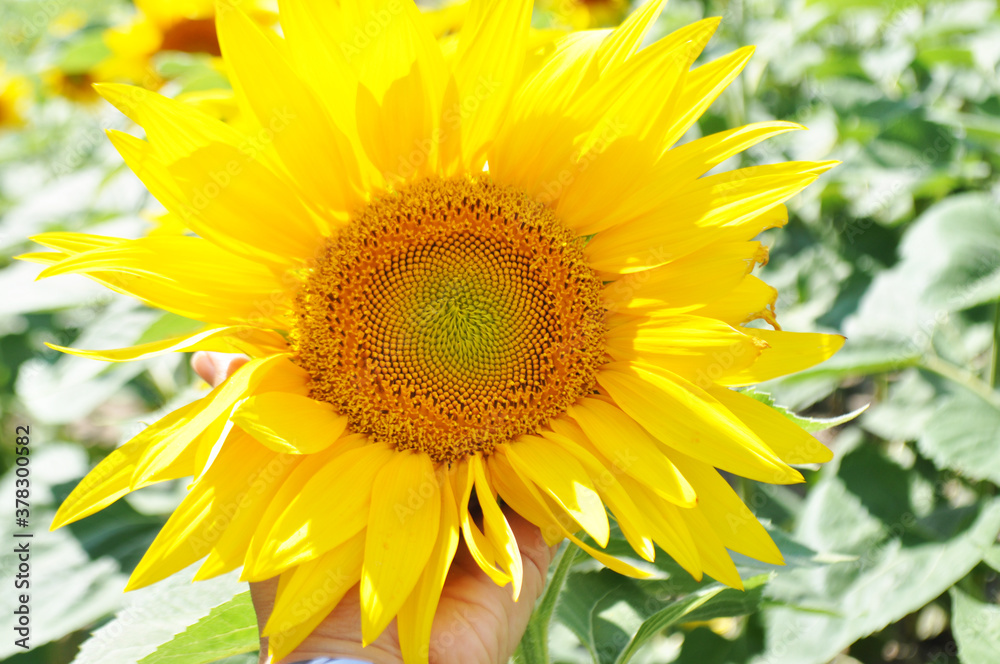 Bright, yellow flowers of sunflowers in their natural environment, field of sunflowers, close-up