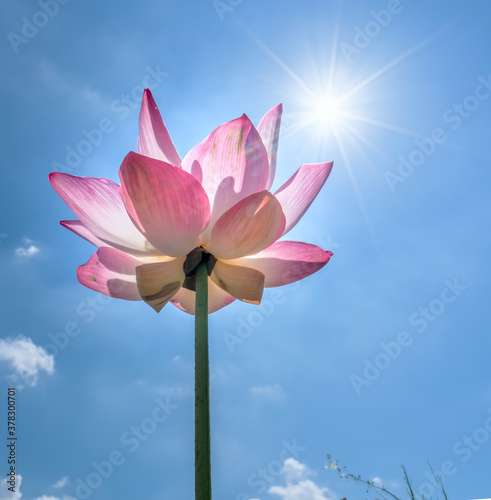 Lotus flowers bloom in the sun on summer mornings. Buddhist flowers  bright and pure