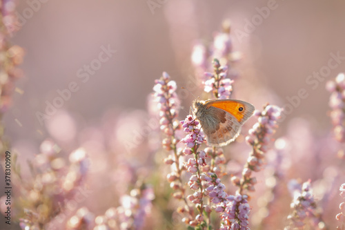 Small heath butterfly (Coenonympha pamphilus) sitting on the heather in the Suffolk heathland photo