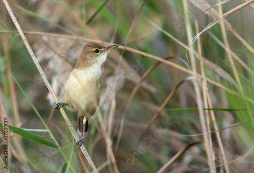 The clamorous reed warbler is an Old World warbler